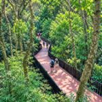 Baguio Arboretum