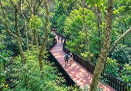 Baguio Arboretum