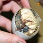 Balut