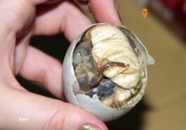 Balut