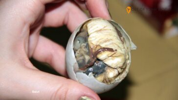 Balut