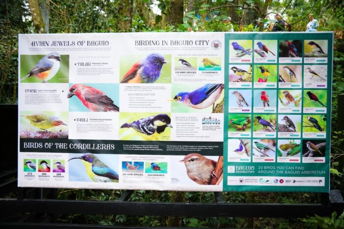 Birds you can find around the Baguio Arboretum
