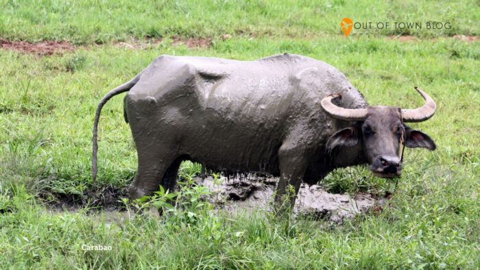 Carabao