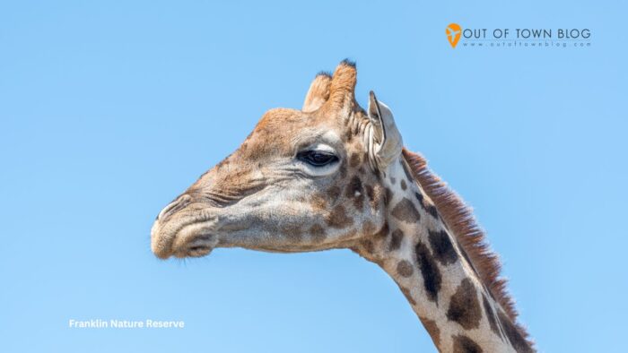 Giraffe in the Franklin Nature Reserve