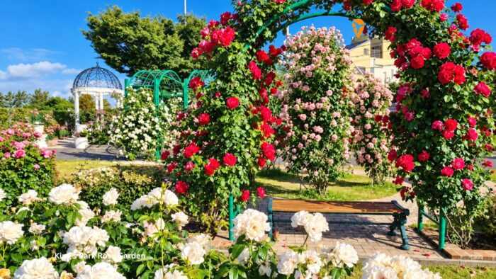 King's Park Rose Garden