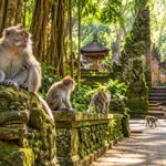 Sacred Monkey Forest Sanctuary in Bali