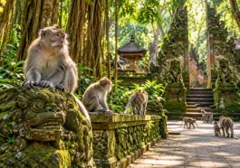 Sacred Monkey Forest Sanctuary in Bali