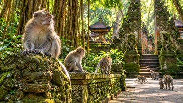 Sacred Monkey Forest Sanctuary in Bali
